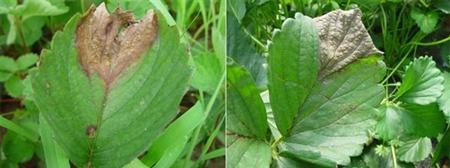 草莓栽培在花果期怎样管理