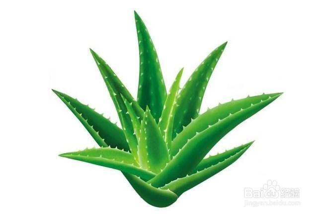 不宜放的家里面的植物