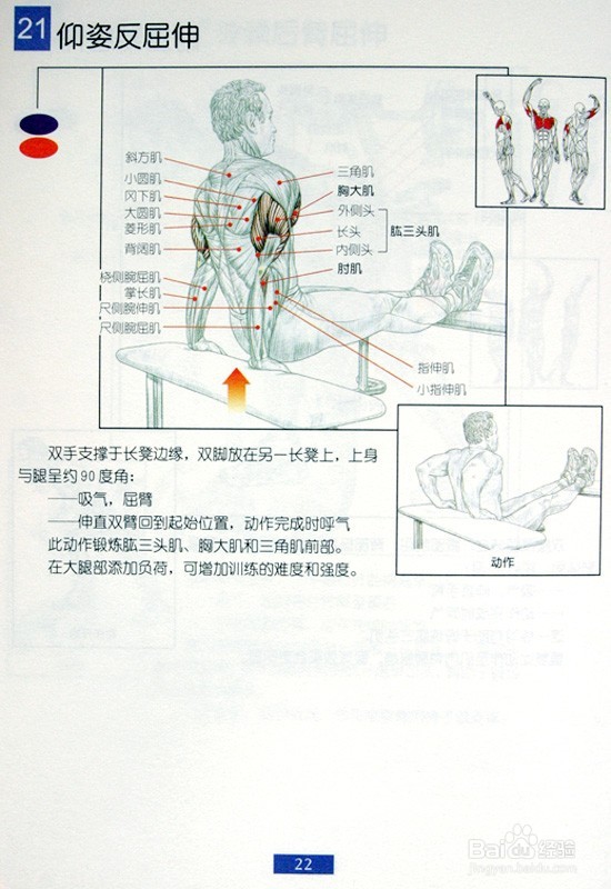 男士必须收藏：男士肩部和手臂健身方法