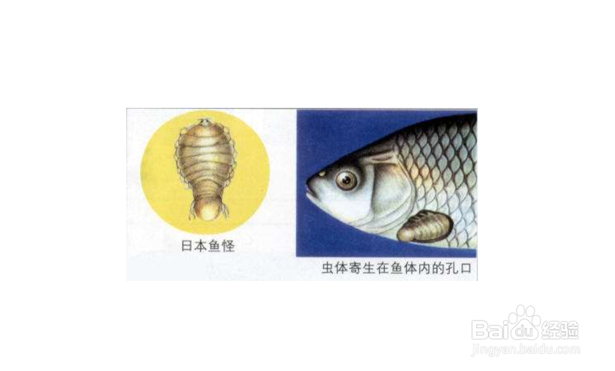 鱼怪病的症状与防治