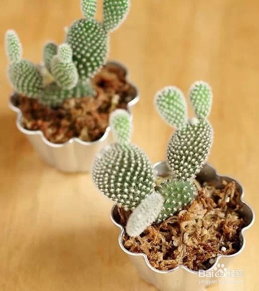 应对粉尘污染，“环保植物”有哪些？