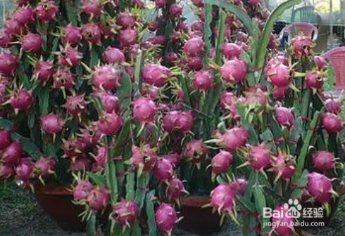 日常吃水果什么时候吃好空腹吃水果有什么害处