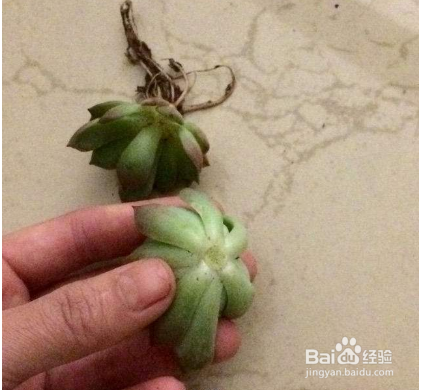 多肉断头后怎么护理