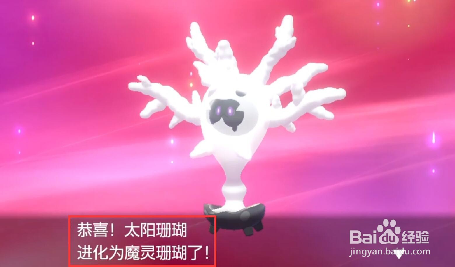 太阳珊瑚怎么进化