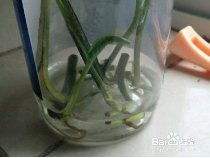 绿萝的繁殖方法