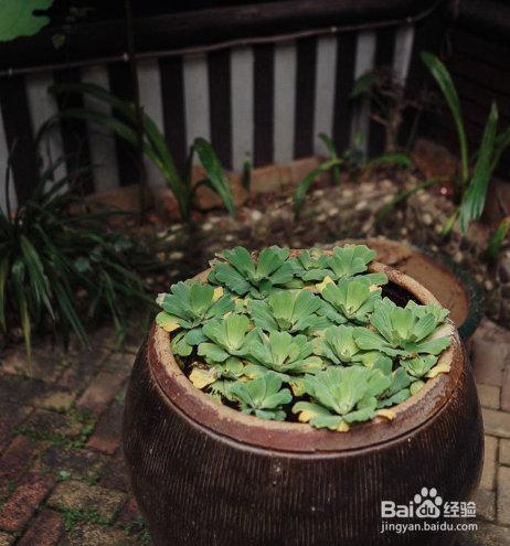 春季给植物换盆需要注意什么？