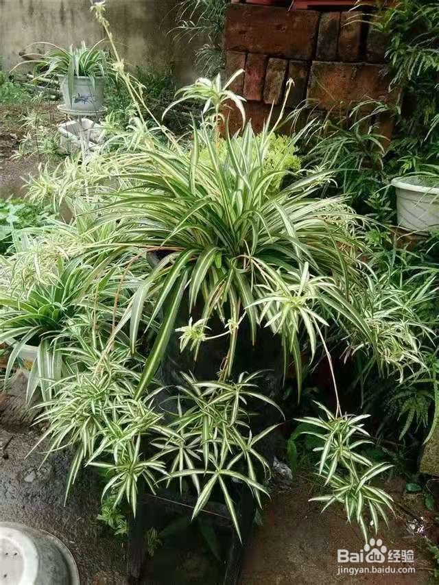 养吊兰学会这几点,新芽蹭蹭的往外冒