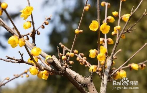 腊梅种子的种植方法
