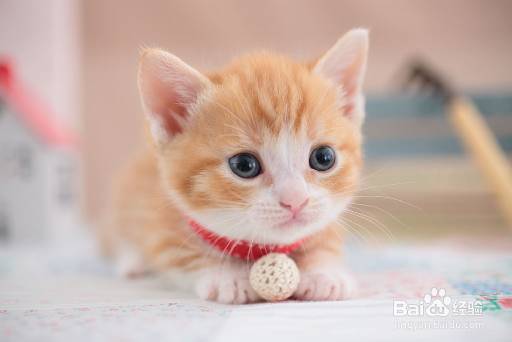 如何训练猫咪听话 温柔猫咪训练养成法