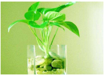 绿萝根烂了发黑怎么办