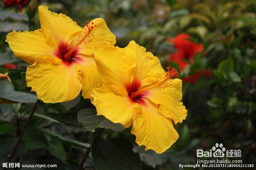 扶桑花的养殖方法hff