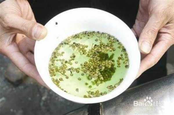 养花有小飞虫怎么办