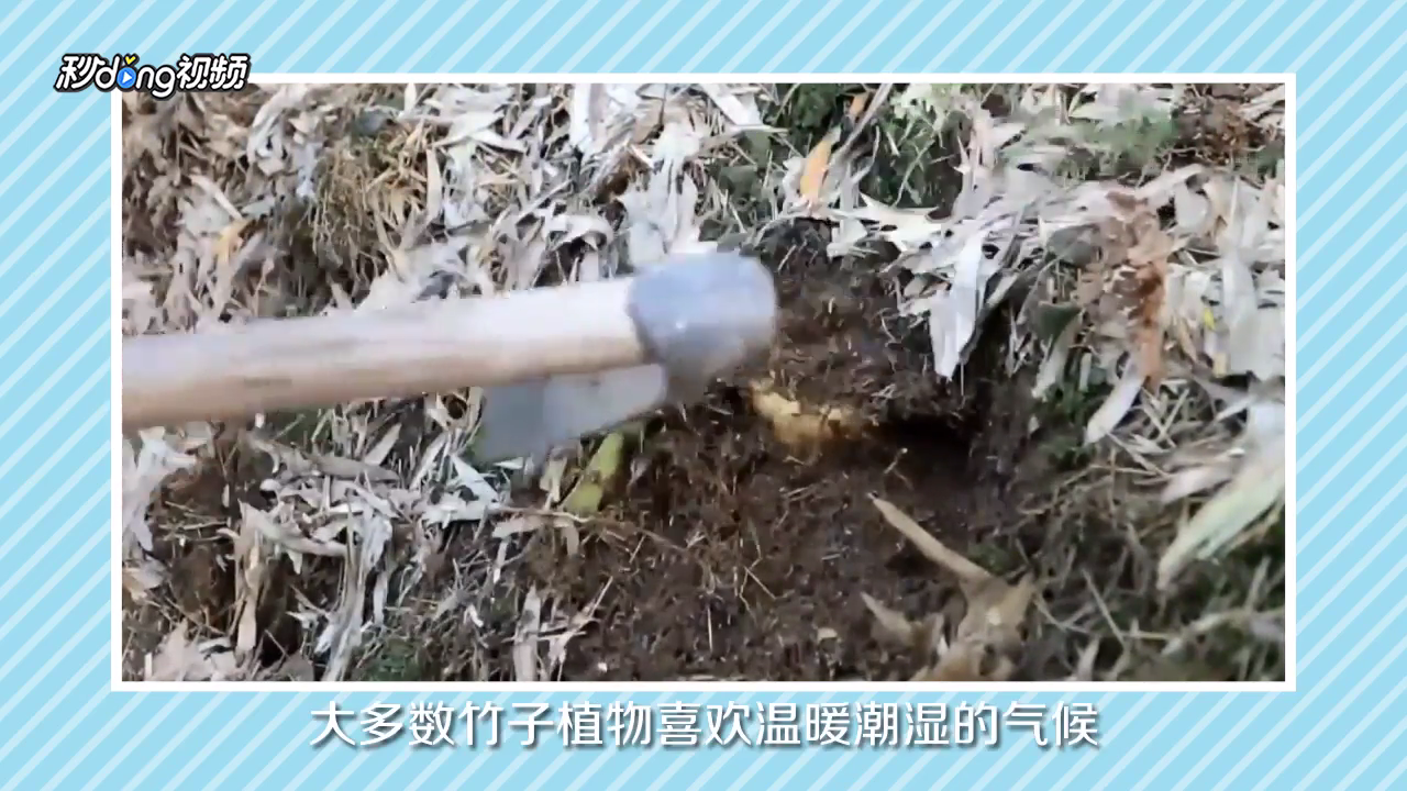 冬笋怎么挖？