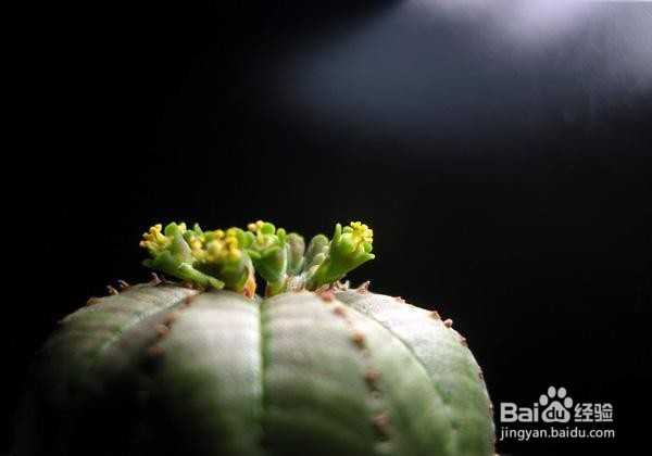 大戟科布纹球的养殖方法