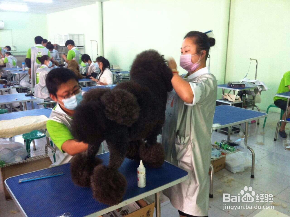 宠物美容培训学校哪家好