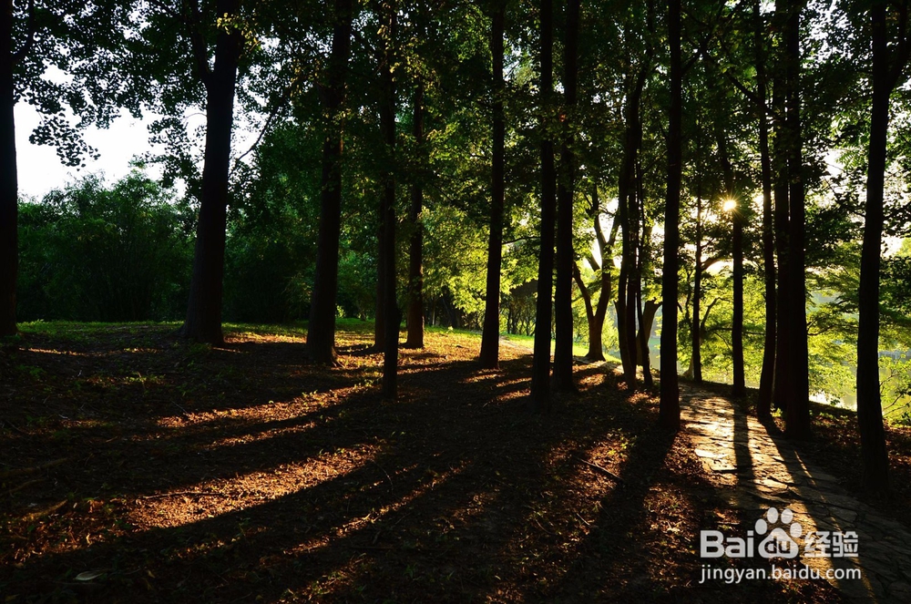 室内如何养好发财树