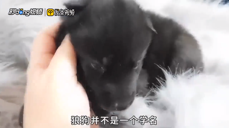 狼狗品种有哪些