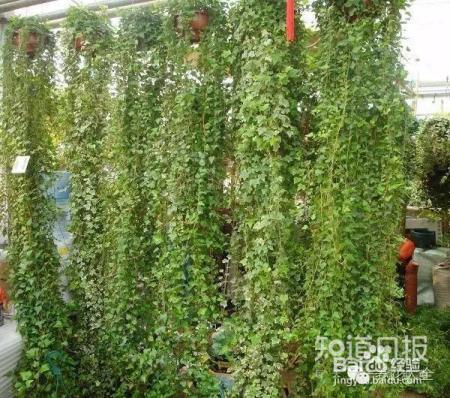 他养的花长到戳屋顶,咋养的