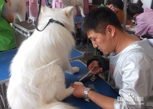给宠物美容时有哪些需要注意的