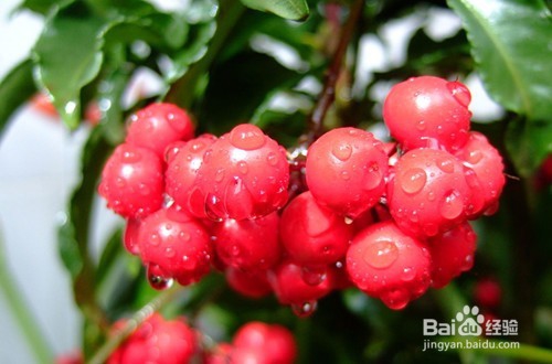 富贵子的果实怎么吃