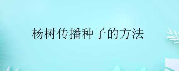 杨树是怎么传播种子的