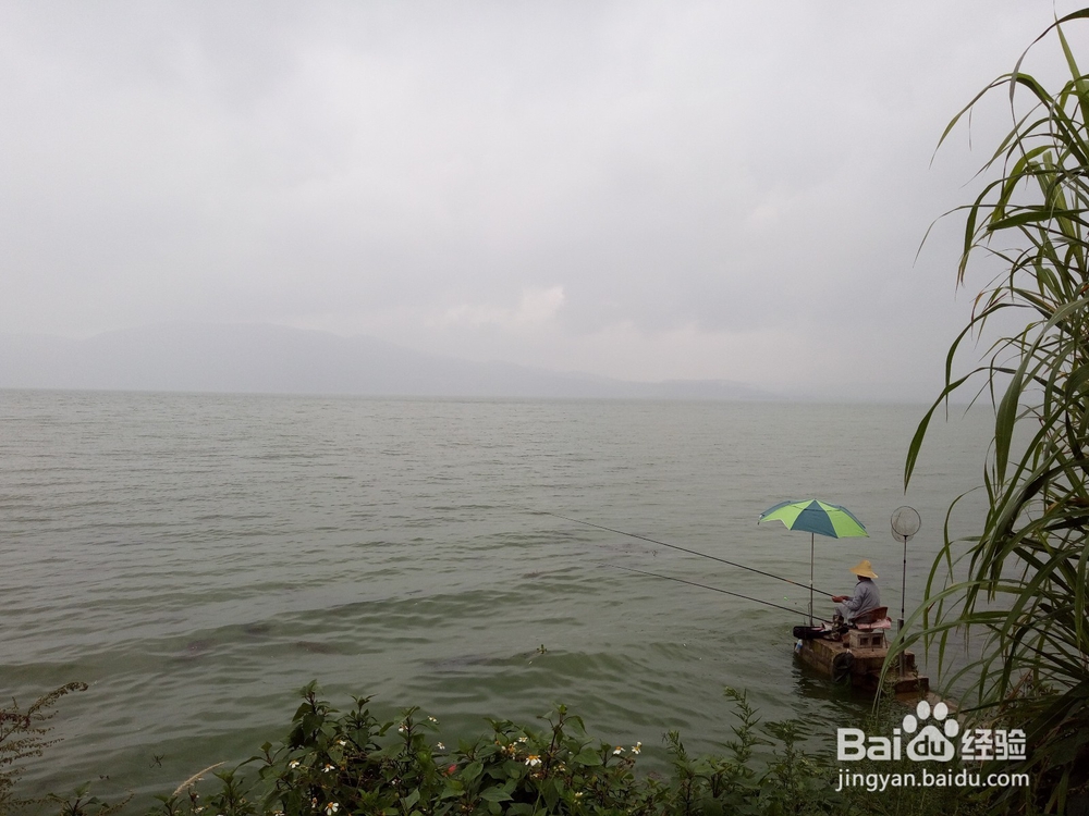 云南最美玉溪抚仙湖之樱花谷湿地公园情侣约会旅