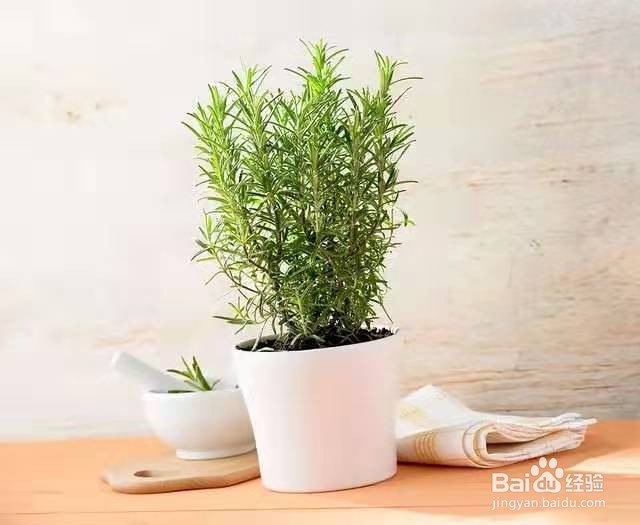 不开花也能散发香味的绿植，很适合阳台养护
