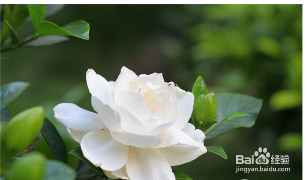 桅子花怎么修枝