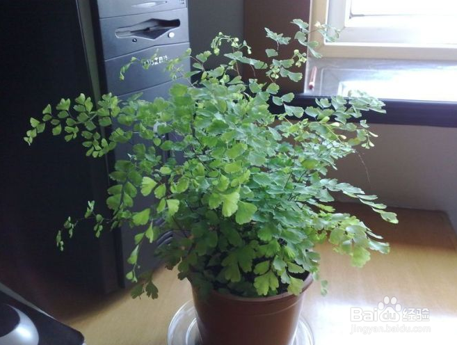 14种植物放入室内的奇异功效----一定要看哟