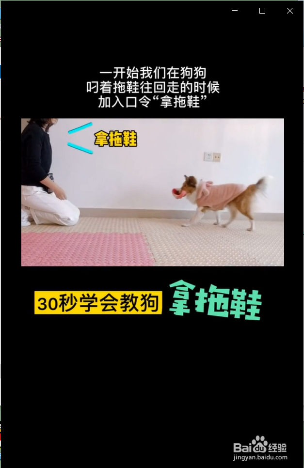 怎么快速教狗狗拿拖鞋