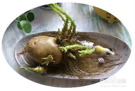 这样的蔬菜有毒,千万别吃