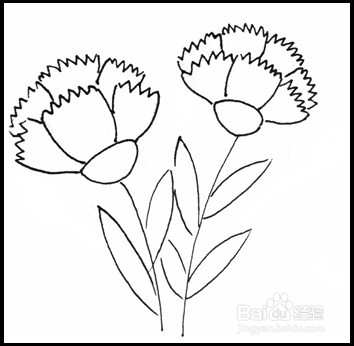 怎样画简笔画（花卉）：[10]康乃馨