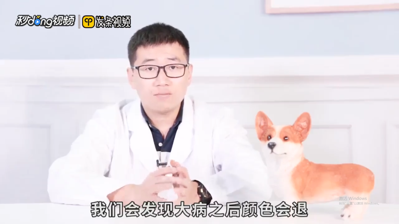 狗狗鼻子褪色是怎么回事