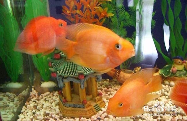 家里养鱼多久换一次水