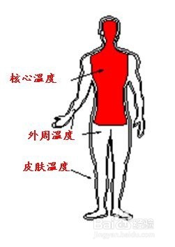 冬天喝酒后为什么容易冻死