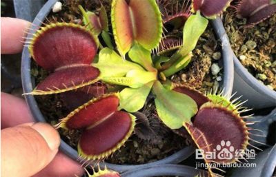 食虫植物怎么养 百度经验 食虫植物怎么养 百度经验