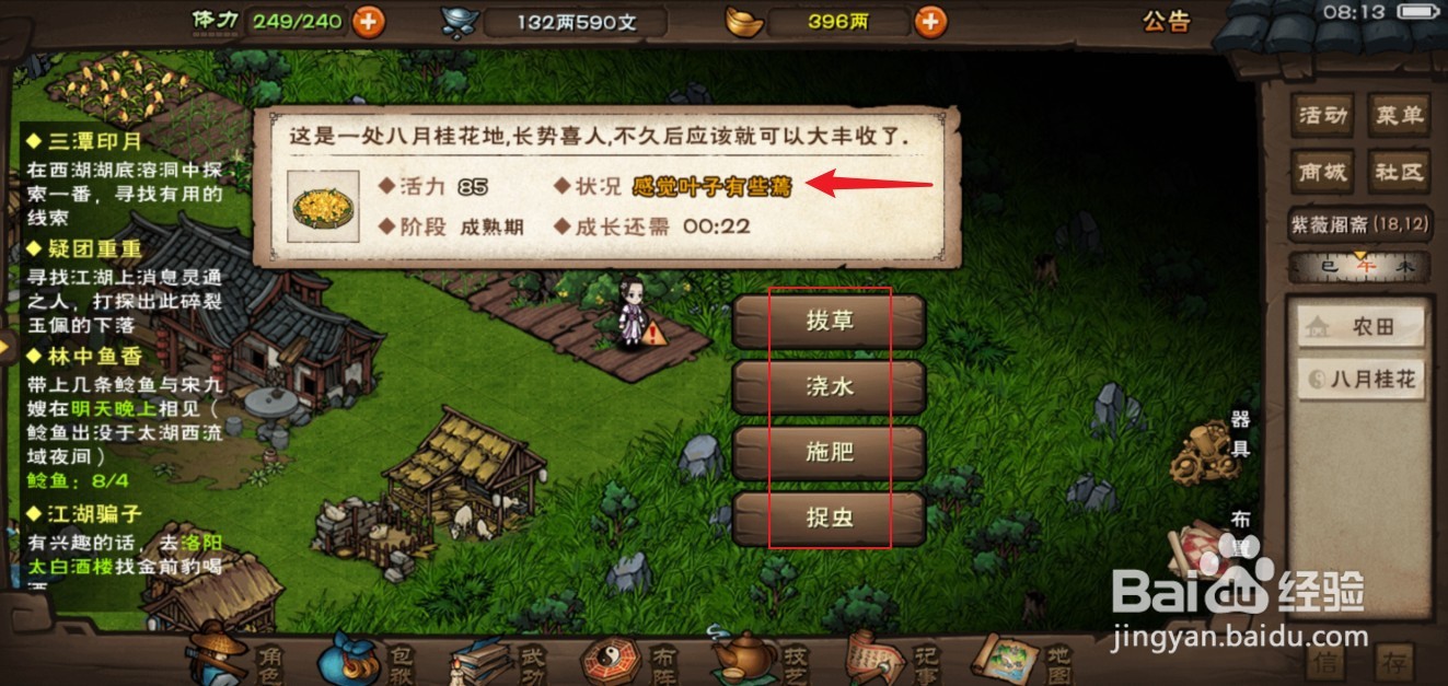 烟雨江湖八月桂花怎么种