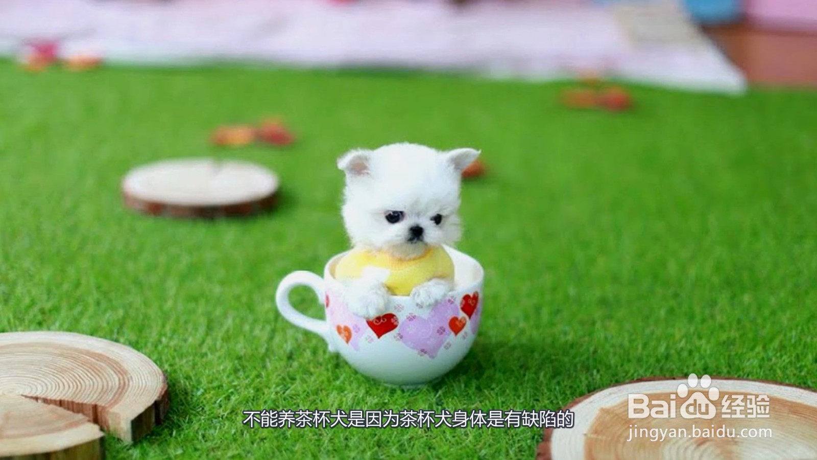 茶杯犬为什么不能养