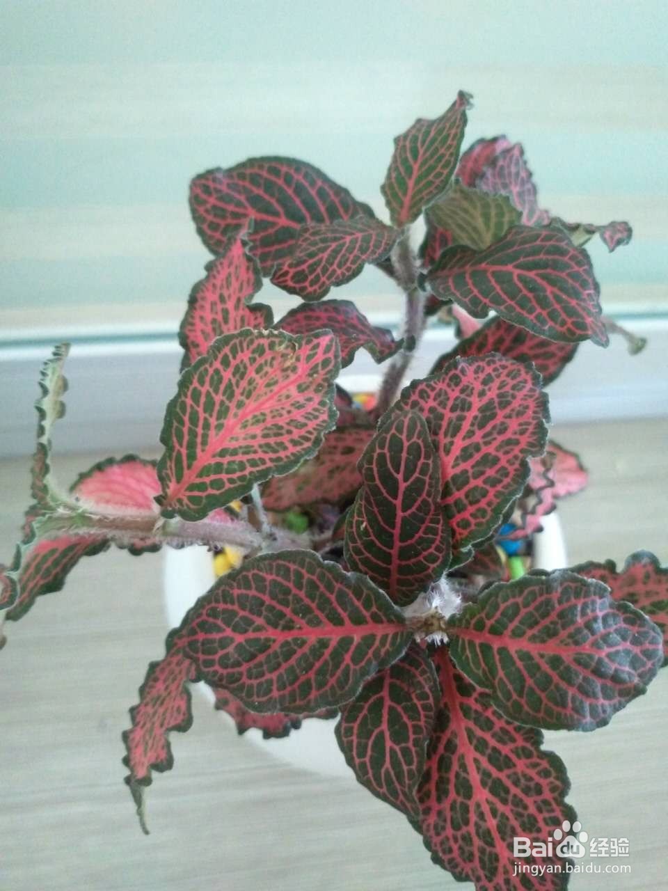 办公室怎样养殖网纹草