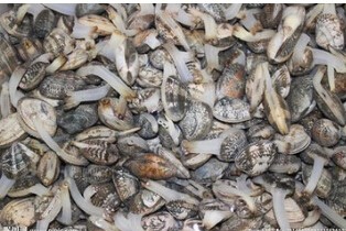 怎么吃蛤没有沙子?