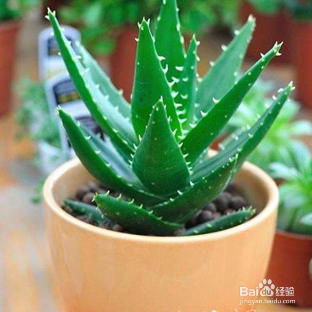 防辐射的植物有哪些