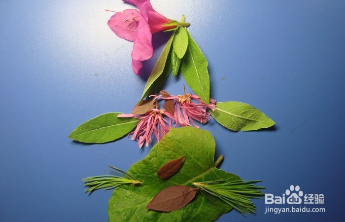 植物艺术画拼装漂亮的深林公主