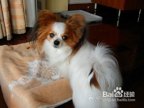 蝴蝶犬怎么养？