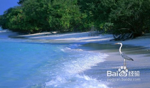 重庆出发去马尔代夫双飞六日纯净度假游