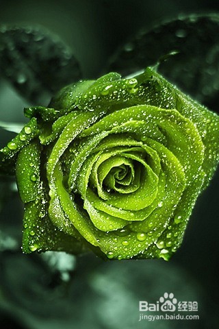 怎么给恋人送花？