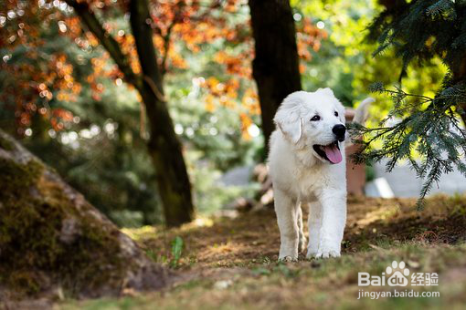 经验分享：卫佳捌和宠必威哪个好？