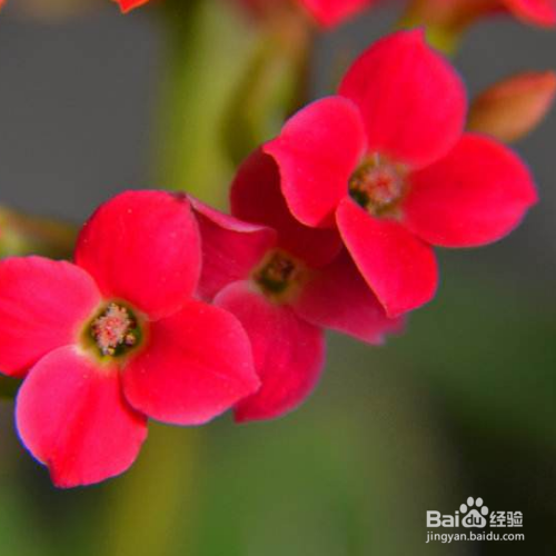 在秋天修剪长寿花的时候需要注意哪些？