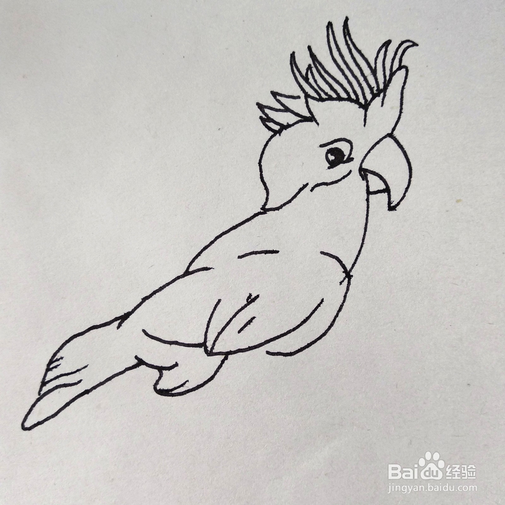 如何画一个好看的鹦鹉巴哥卡通简笔画？