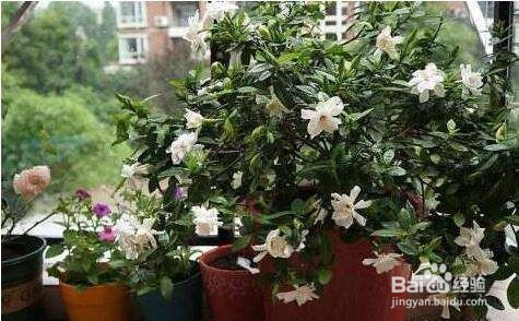 栀子花怎么换盆