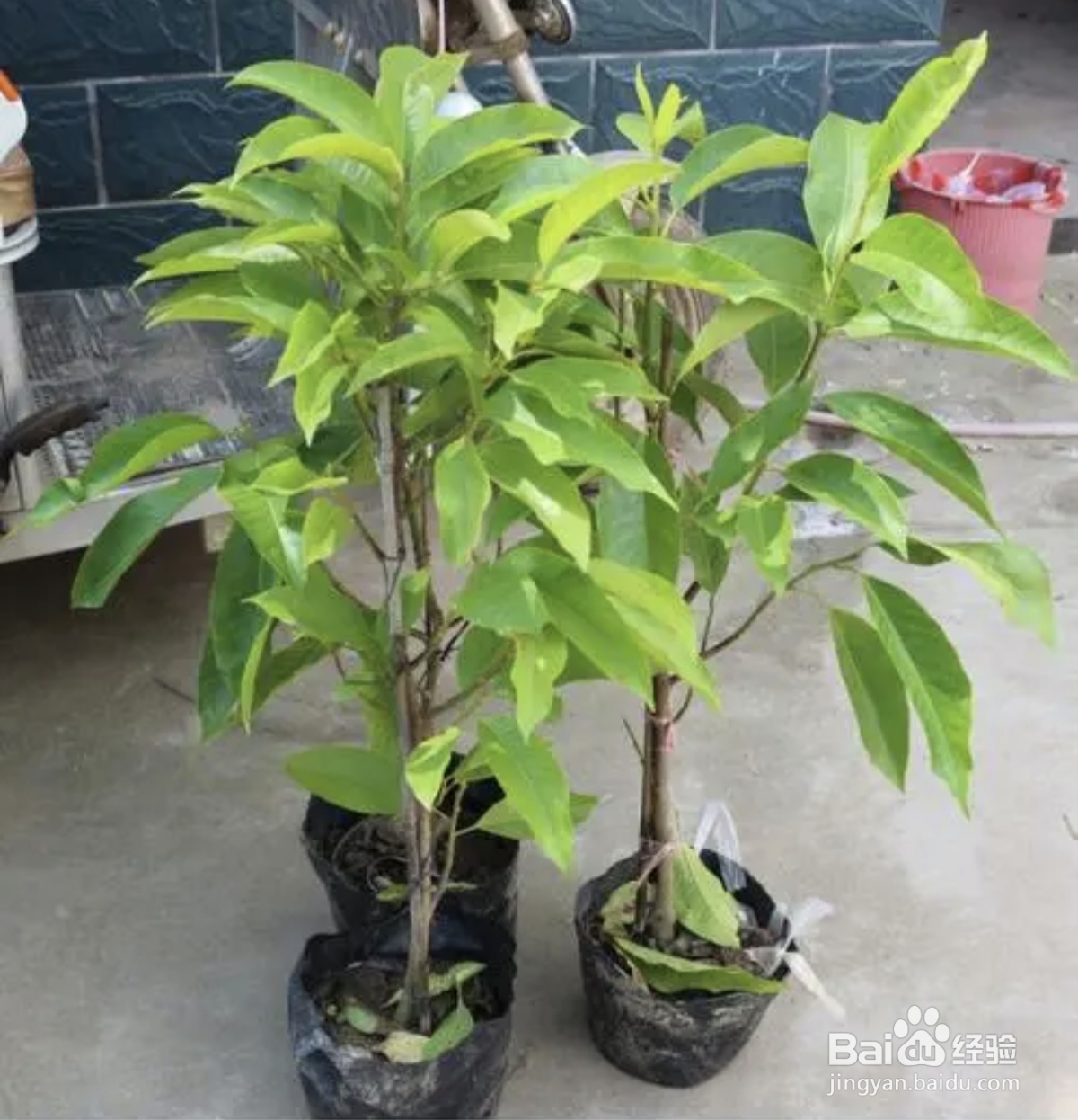 白兰花盆栽注意事项
